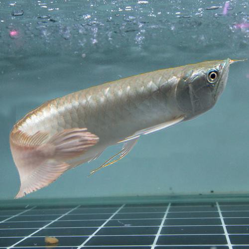 淡水龍魚圖片大全欣賞