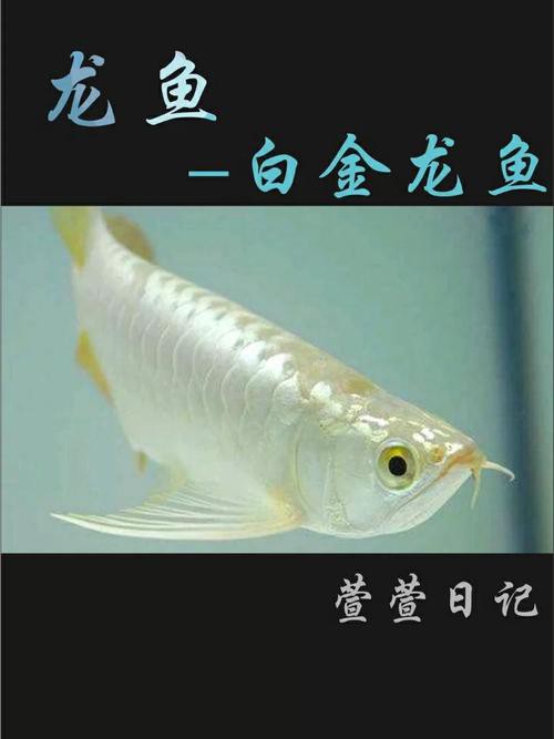 淡水龍魚圖片大全欣賞