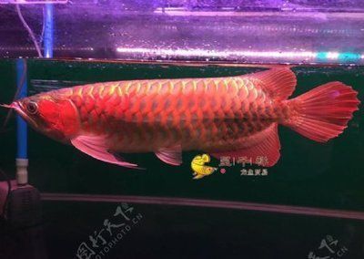 紅龍魚有名的漁場是什么魚（印尼紅龍魚養(yǎng)殖場特色介紹） 紅龍魚有名的漁場是什么魚（印尼紅龍魚養(yǎng)殖場特色介紹） 龍魚百科 第2張