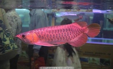 播放紅龍魚的照片（紅龍魚圖片高清圖片下載）
