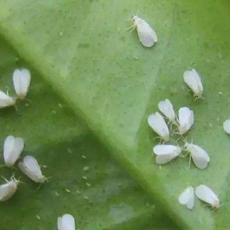 龍眼白斑病生物防治方法有哪些？