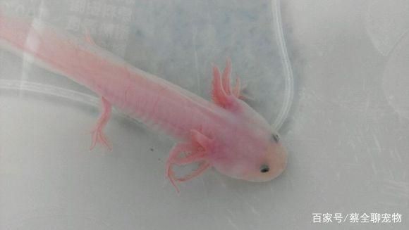 龍魚為什么經常咬魚缸里的魚(龍魚咬魚缸里其他魚的原因) 龍魚百科 第1張 龍魚為什么經常咬魚缸里的魚(龍魚咬魚缸里其他魚的原因) 龍魚為什么經常咬魚缸里的魚(龍魚咬魚缸里其他魚的原因) 龍魚百科 第1張