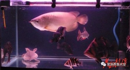 龍魚為什么經常咬魚缸里的魚(龍魚咬魚缸里其他魚的原因) 龍魚百科 第2張 龍魚為什么經常咬魚缸里的魚(龍魚咬魚缸里其他魚的原因) 龍魚為什么經常咬魚缸里的魚(龍魚咬魚缸里其他魚的原因) 龍魚百科 第2張