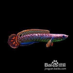 好看的雷龍魚怎么養，養好雷龍魚需要耐心和細心，
