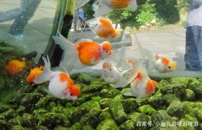 紅頭利魚繁殖水溫控制要點，紅頭利魚繁殖期水溫控制要點