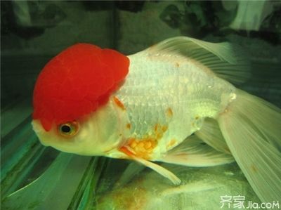 紅頭利魚繁殖水溫控制要點，紅頭利魚繁殖期水溫控制要點