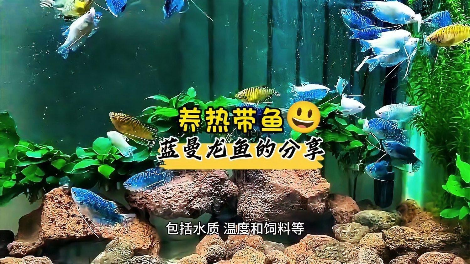 如何判斷藍曼龍魚是否吃飽？