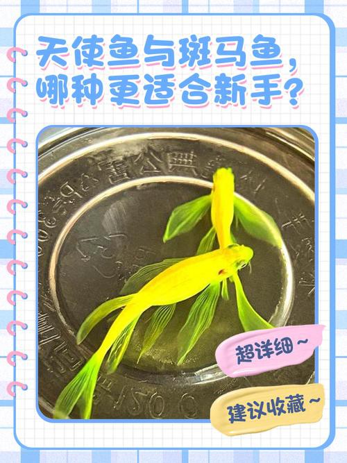 曼龍魚跟斑馬魚能混養嗎圖片對比 曼龍魚跟斑馬魚能混養嗎圖片對比 龍魚百科 第5張
