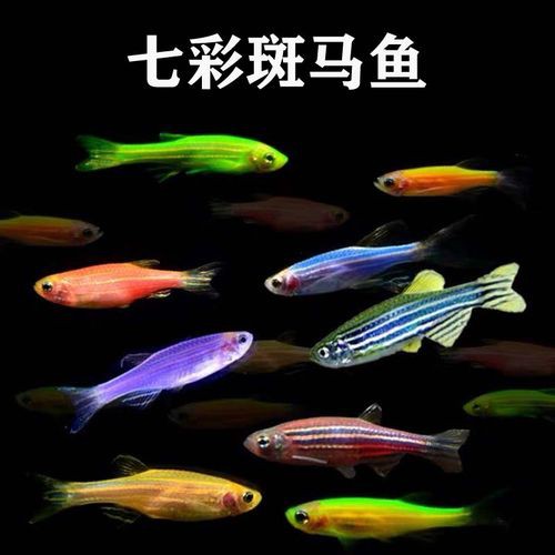 曼龍魚跟斑馬魚能混養嗎圖片對比 曼龍魚跟斑馬魚能混養嗎圖片對比 龍魚百科 第26張