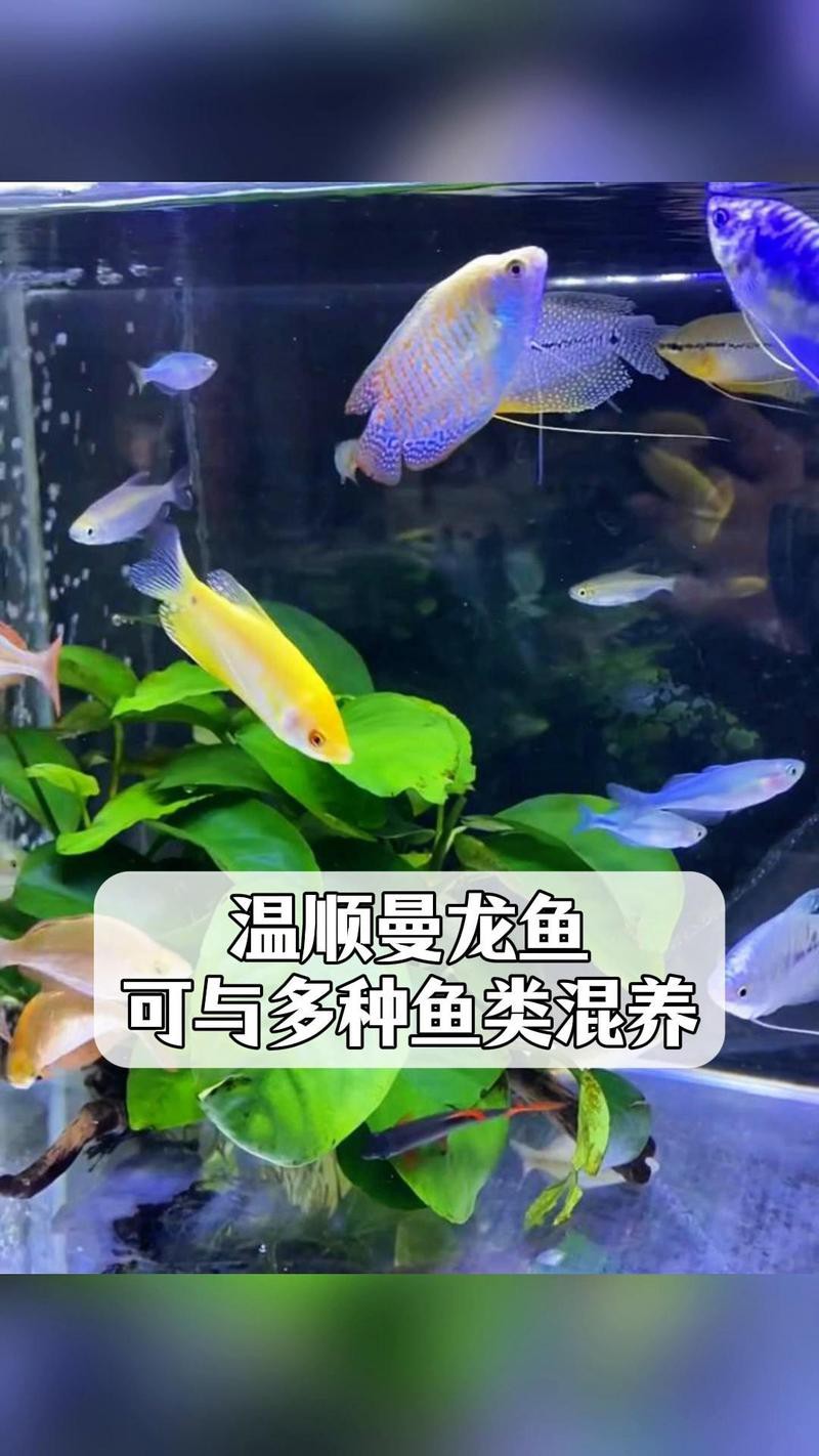 曼龍魚跟斑馬魚能混養嗎圖片對比 曼龍魚跟斑馬魚能混養嗎圖片對比 龍魚百科 第1張