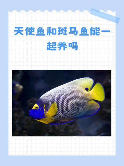 曼龍魚跟斑馬魚能混養嗎圖片對比 曼龍魚跟斑馬魚能混養嗎圖片對比 龍魚百科 第3張