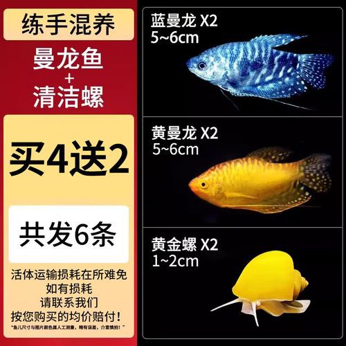曼龍魚跟斑馬魚能混養嗎圖片對比 曼龍魚跟斑馬魚能混養嗎圖片對比 龍魚百科 第10張
