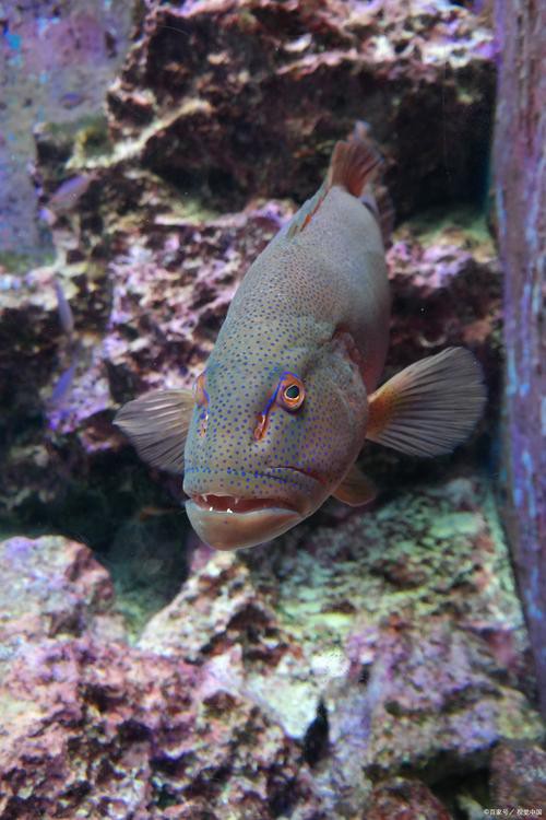 曼龍魚跟斑馬魚能混養嗎圖片對比 曼龍魚跟斑馬魚能混養嗎圖片對比 龍魚百科 第7張