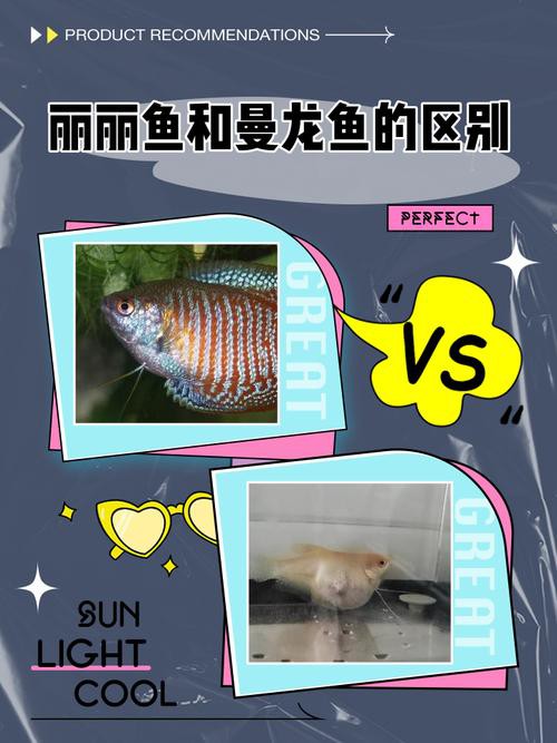 曼龍魚跟斑馬魚能混養嗎圖片對比 曼龍魚跟斑馬魚能混養嗎圖片對比 龍魚百科 第20張