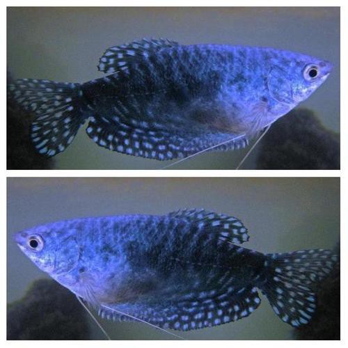 曼龍魚跟斑馬魚能混養嗎圖片對比 曼龍魚跟斑馬魚能混養嗎圖片對比 龍魚百科 第18張