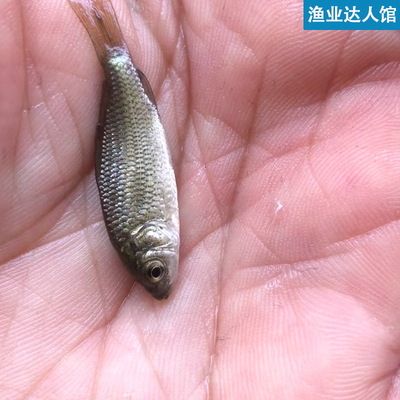 五六厘米的雷龍魚怎么喂食：喂養龍魚時，小龍魚放急凍還是保鮮，用戶提出兩種方式