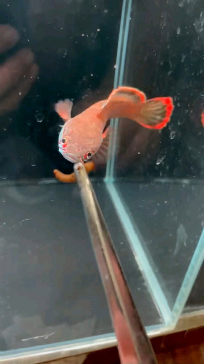 血一雷龍魚體長 血一雷龍魚體長 龍魚百科 第4張