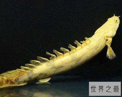 虎紋恐龍和龍魚混養：虎紋恐龍和龍魚能混養嗎