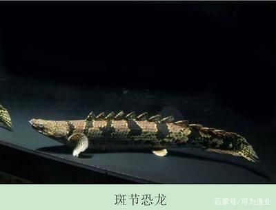 虎紋恐龍和龍魚混養：虎紋恐龍和龍魚能混養嗎