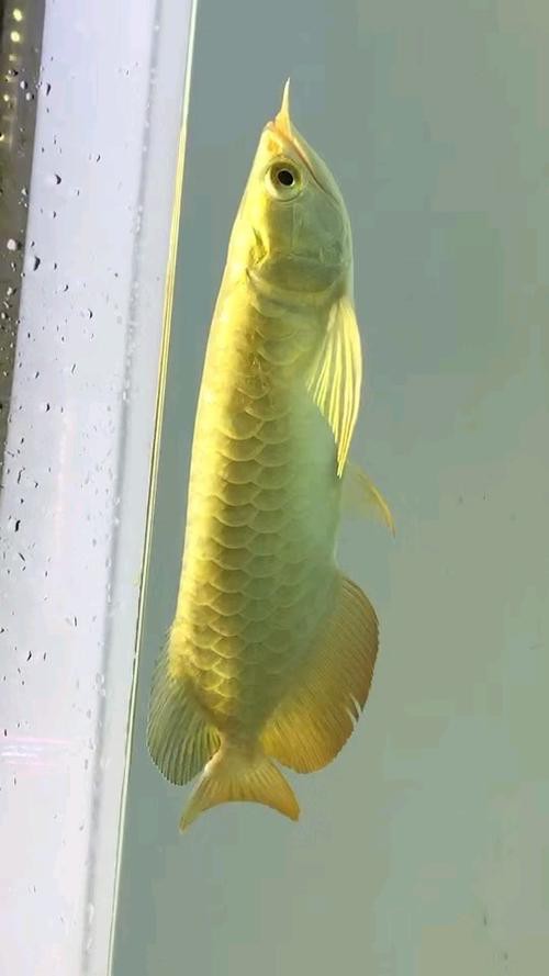 品相最好的金龍魚 品相最好的金龍魚 龍魚百科 第5張