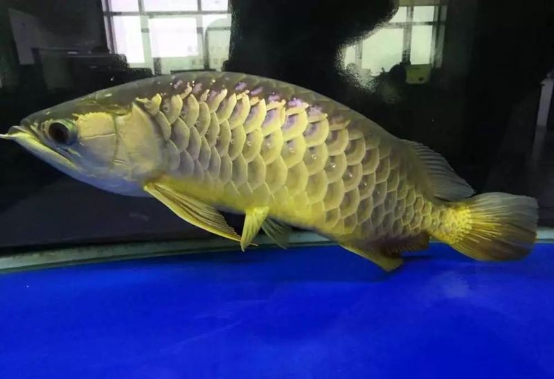 40公分金龍魚爬背失敗后還能補救嗎？