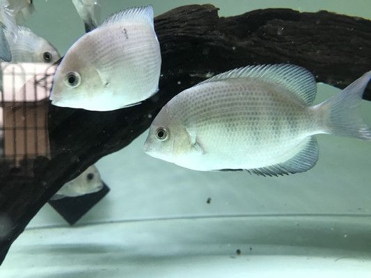 馬拉莫寶石魚混養(yǎng)指南：探討馬拉莫寶石魚混養(yǎng)的指南：馬拉莫寶石魚混養(yǎng)的常見誤區(qū)