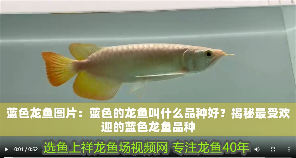 藍(lán)色龍魚圖片：藍(lán)色的龍魚叫什么品種好？揭秘最受歡迎的藍(lán)色龍魚品種