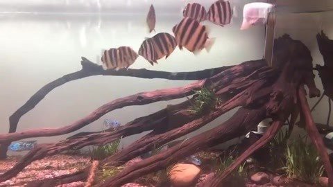 金鼓魚能和龍魚混養嗎 金鼓魚能和龍魚混養嗎 龍魚百科 第7張