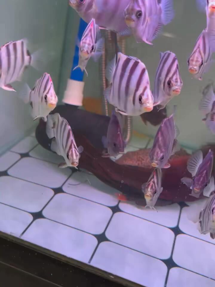 金鼓魚能和龍魚混養嗎 金鼓魚能和龍魚混養嗎 龍魚百科 第3張
