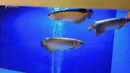 龍魚混養(yǎng)成功的時(shí)間（龍魚混養(yǎng)成功的時(shí)間通常需要兩個(gè)月甚至更長時(shí)間）