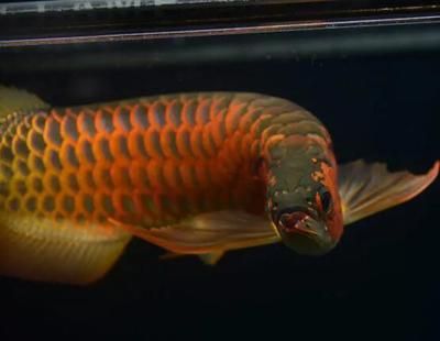 龍魚幾a的含義（“龍魚幾a”是什么意思）