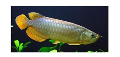 龍魚幾a的含義（“龍魚幾a”是什么意思）