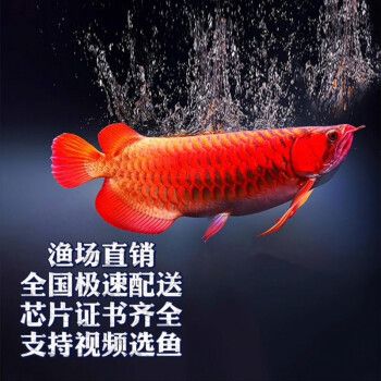 紅龍魚品牌等級劃分表格圖紅龍魚等級劃分表格圖：紅龍魚品牌品牌等級劃分