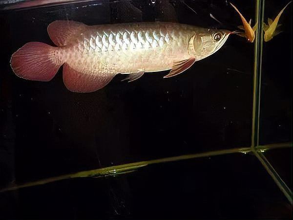 紅龍?jiān)鯓硬虐l(fā)色好 紅龍?jiān)鯓硬虐l(fā)色好 龍魚百科 第8張