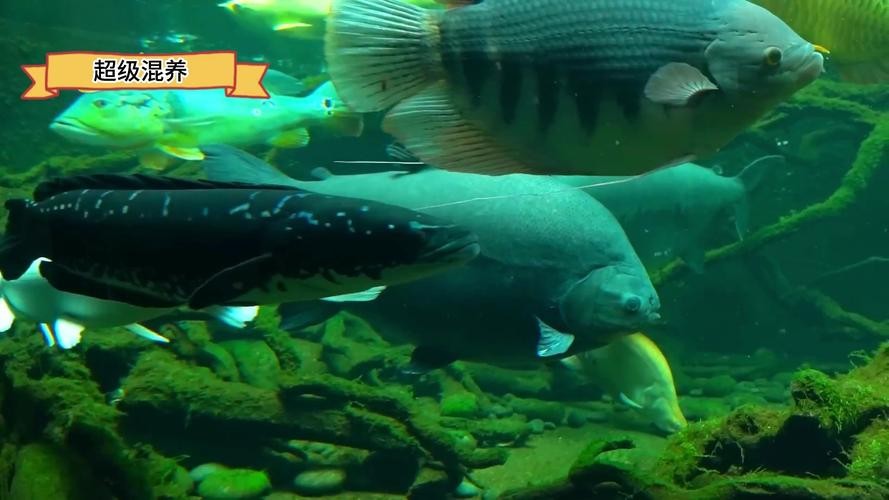 龍魚(yú)和薩伊藍(lán)能混養(yǎng)嗎圖片大全