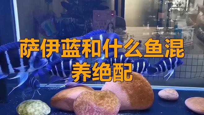 龍魚(yú)和薩伊藍(lán)能混養(yǎng)嗎圖片大全