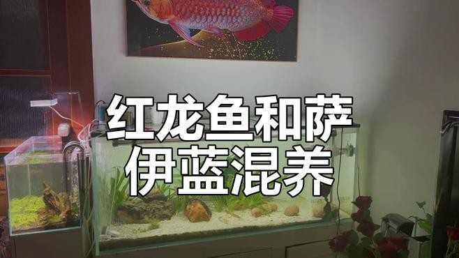 龍魚(yú)和薩伊藍(lán)能混養(yǎng)嗎圖片大全
