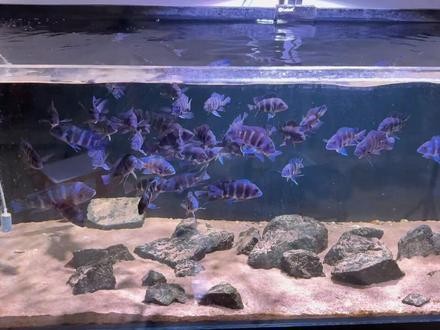 龍魚(yú)和薩伊藍(lán)能混養(yǎng)嗎圖片大全