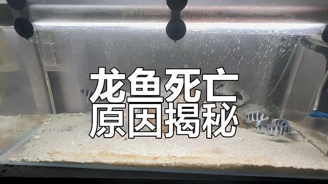 龍魚(yú)和薩伊藍(lán)能混養(yǎng)嗎圖片大全