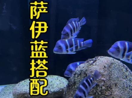 龍魚(yú)和薩伊藍(lán)能混養(yǎng)嗎圖片大全