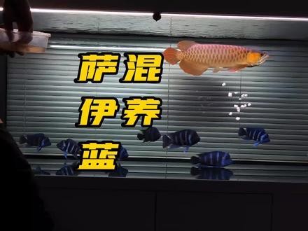 龍魚(yú)和薩伊藍(lán)能混養(yǎng)嗎圖片大全