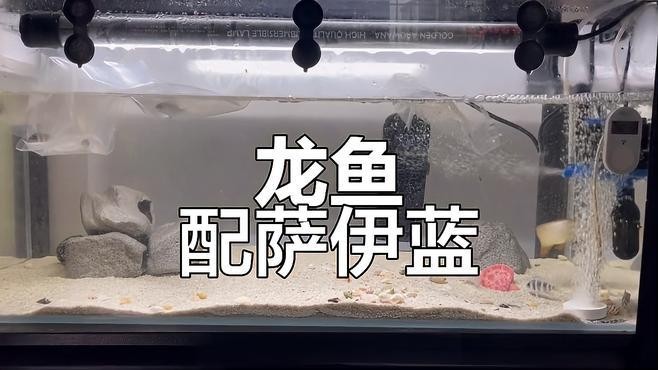 龍魚(yú)和薩伊藍(lán)能混養(yǎng)嗎圖片大全