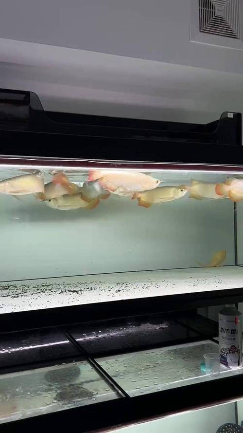 龍魚(yú)和薩伊藍(lán)能混養(yǎng)嗎圖片大全