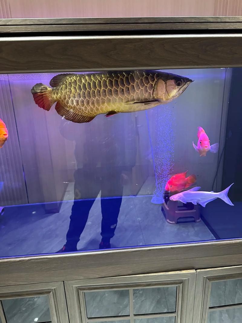 龍魚(yú)和薩伊藍(lán)能混養(yǎng)嗎圖片大全