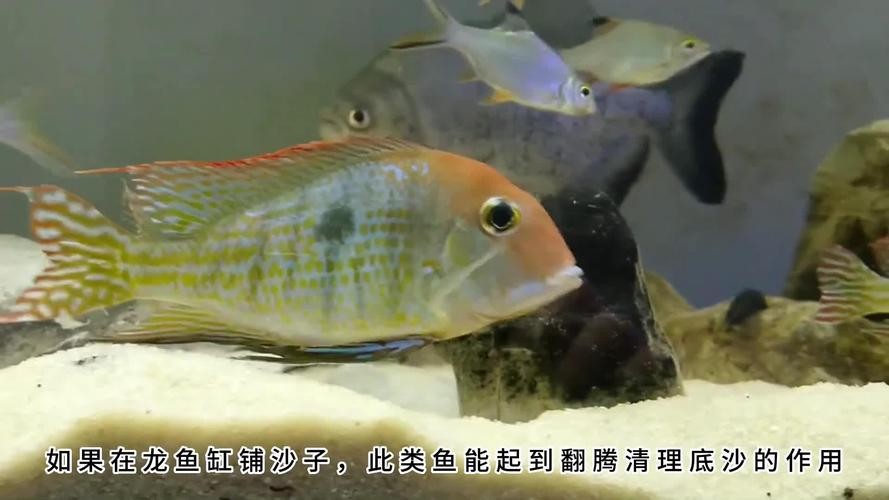 龍魚(yú)和薩伊藍(lán)能混養(yǎng)嗎圖片大全