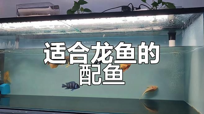 龍魚(yú)和薩伊藍(lán)能混養(yǎng)嗎圖片大全