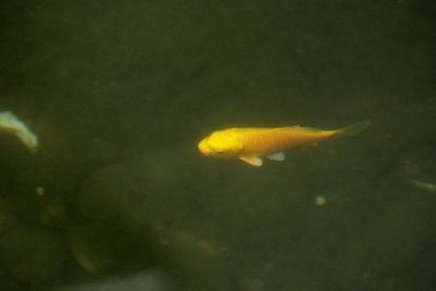 金龍魚觀賞魚百科:金龍魚分類簡介 龍魚百科 第3張 金龍魚觀賞魚百科:金龍魚分類簡介 金龍魚觀賞魚百科:金龍魚分類簡介 龍魚百科 第3張