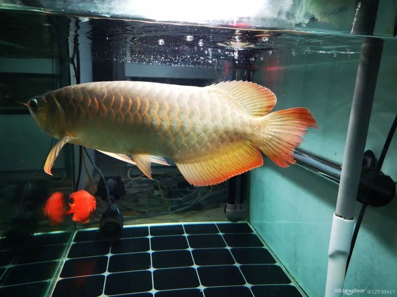 龍魚被咬后需要換水嗎？