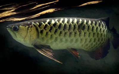龍魚入門知識：關于龍魚的飼養(yǎng)和養(yǎng)護的全面指南