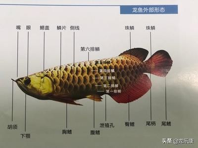 龍魚入門知識：關于龍魚的飼養(yǎng)和養(yǎng)護的全面指南